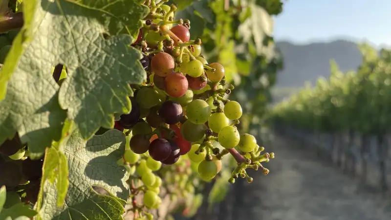 A cluster of wine grapes ripening on the vine, with vineyard rows behind.